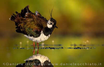 Northern Lapwing (Vanellus vanellus)