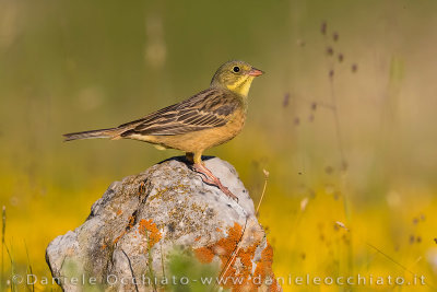 Ortolan Bunting (Emberiza hortulana)