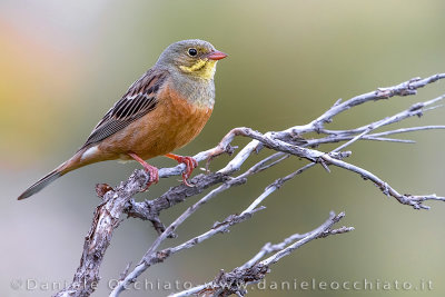 Ortolan Bunting (Emberiza hortulana)