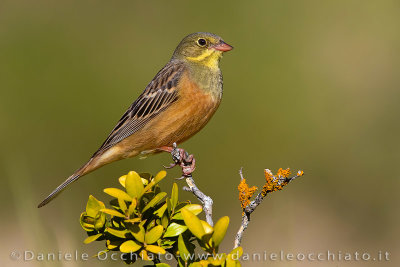 Ortolan Bunting (Emberiza hortulana)