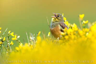 Ortolan Bunting (Emberiza hortulana)