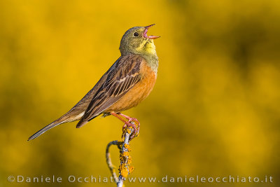 Ortolan Bunting (Emberiza hortulana)