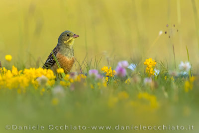 Ortolan Bunting (Emberiza hortulana)