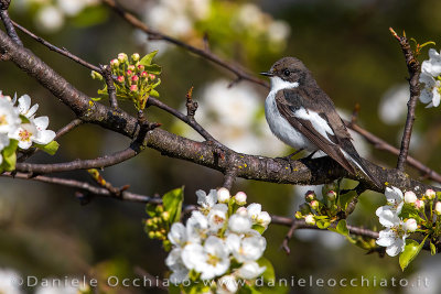 Pied Flycatcher (Ficedula hypoleuca)