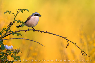 Red-backed Shrike (Lanius collurio)