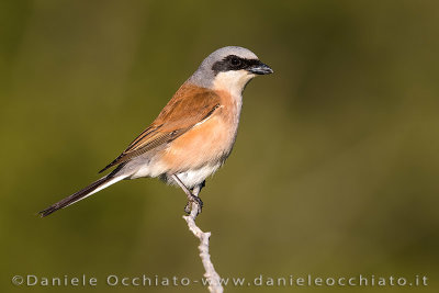 Red-backed Shrike (Lanius collurio)