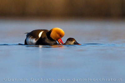 Red-crested Pochard (Netta rufina)