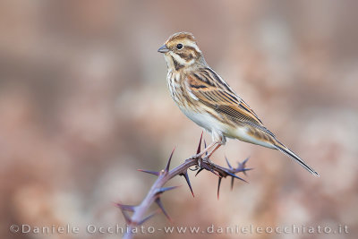 Reed Bunting (Emberiza schoeniclus)