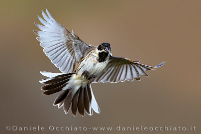 Reed Bunting (Emberiza schoeniclus)