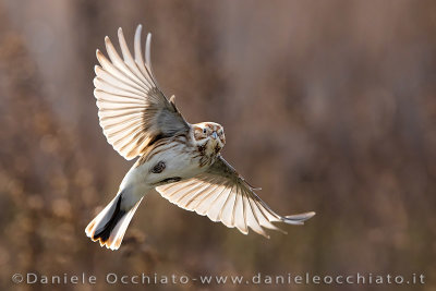 Reed Bunting (Emberiza schoeniclus)