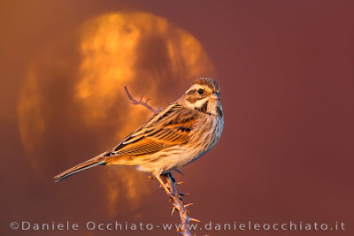 Reed Bunting (Emberiza schoeniclus)