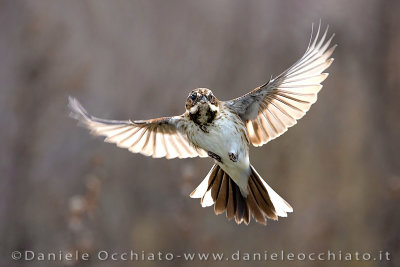 Reed Bunting (Emberiza schoeniclus)