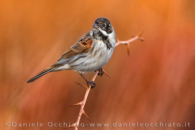 Reed Bunting (Emberiza schoeniclus)