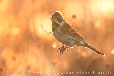 Reed Bunting (Emberiza schoeniclus)