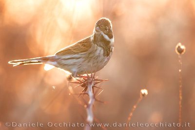 Reed Bunting (Emberiza schoeniclus)