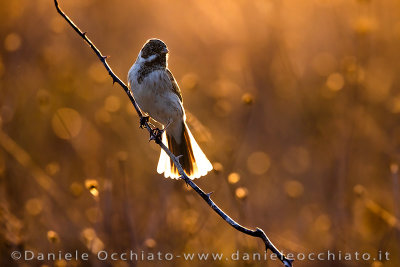 Reed Bunting (Emberiza schoeniclus)