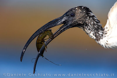 Sacred Ibis (Threskiornis aethiopicus)