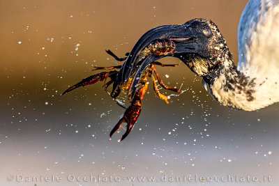 Sacred Ibis (Threskiornis aethiopicus)