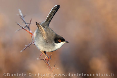 Sardinian Warbler (Sylvia melanocephala)