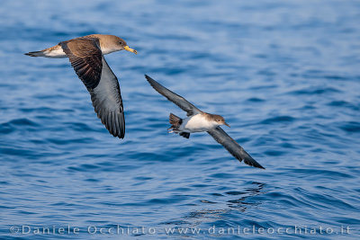 Scopoli's Shearwater (Calonectris diomedea) and Yelkouan Shearwater (Puffinus yelkouan)