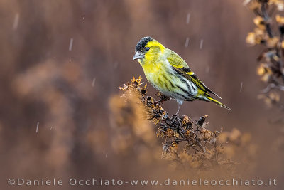 Eurasian Siskin (Spinus spinus)