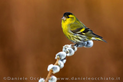 Eurasian Siskin (Spinus spinus)