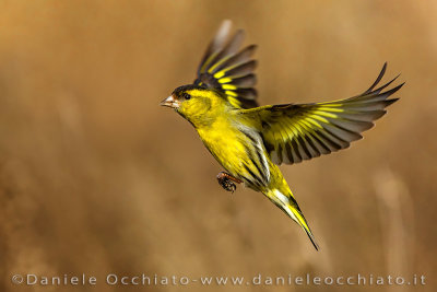 Eurasian Siskin (Spinus spinus)