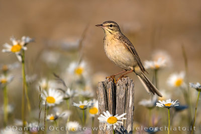 Tawny Pipit (Anthus campestris)