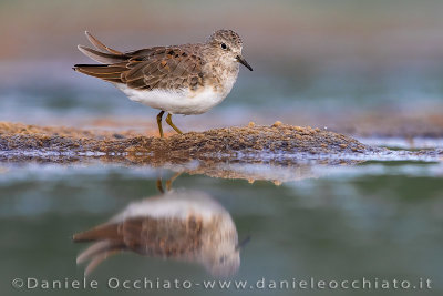 Temminck's Stint (Calidris temminckii)