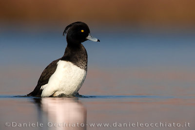 Tufted Duck (Aythya fuligula)