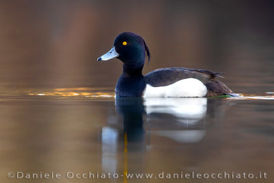Tufted Duck (Aythya fuligula)