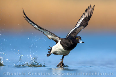 Tufted Duck (Aythya fuligula)