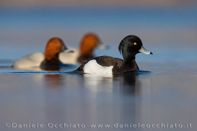 Tufted Duck (Aythya fuligula)