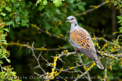 European Turtle Dove (Streptopelia turtur)