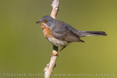 Western Subalpine Warbler (Sylvia iberiae)