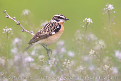 Whinchat (Saxicola rubetra)