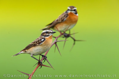 Whinchat (Saxicola rubetra)