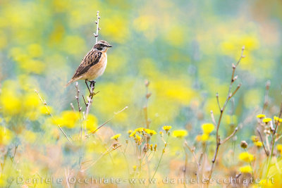 Whinchat (Saxicola rubetra)