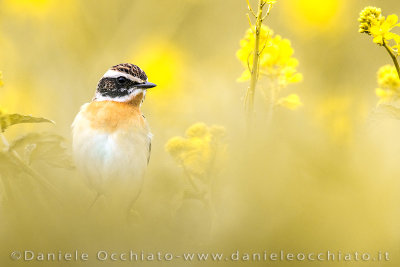 Whinchat (Saxicola rubetra)