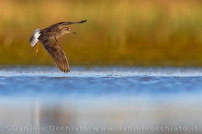 Wood Sandpiper (Tringa glareola)