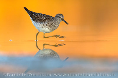 Wood Sandpiper (Tringa glareola)