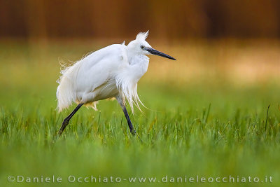 Little Egret (Egretta garzetta)