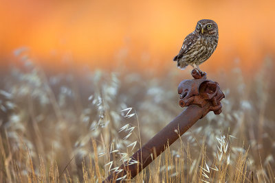 Little Owl (Athene noctua)