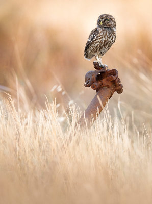 Little Owl (Athene noctua)