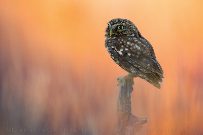 Little Owl (Athene noctua)