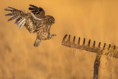 Little Owl (Athene noctua)