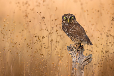 Little Owl (Athene noctua)