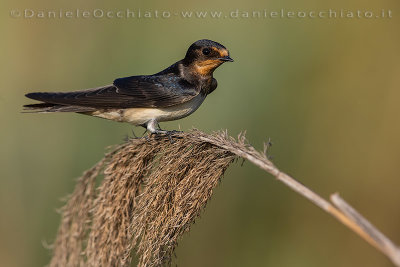 Barn Swallow (Hirundo rustica)