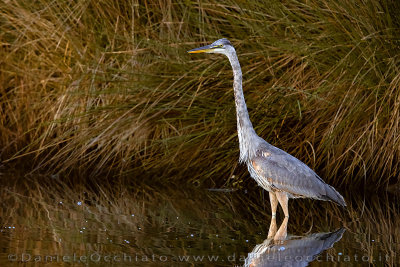 Great Blue Heron (Ardea herodias)