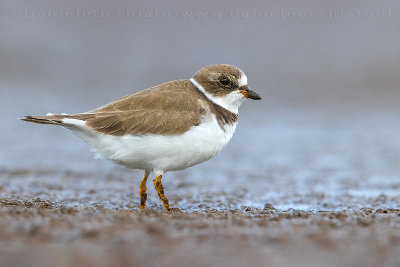 Semipalmated Plover (Charadrius semipalmatus)